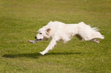 köpek Bahçesi