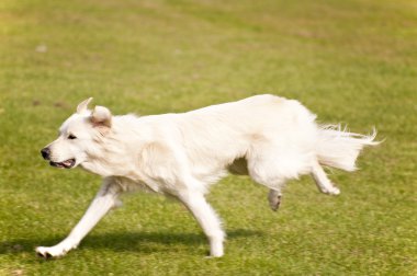 köpek Bahçesi