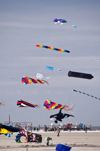 Kites — Stock Photo, Image