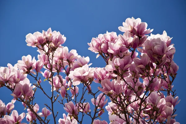 Magnoliaträd — Stockfoto