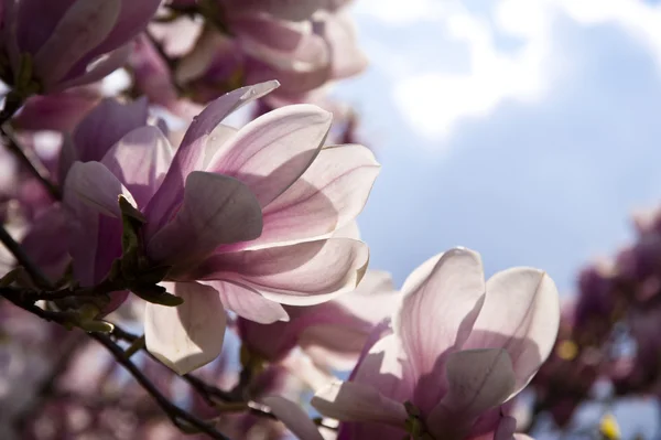 Árbol de Magnolia —  Fotos de Stock