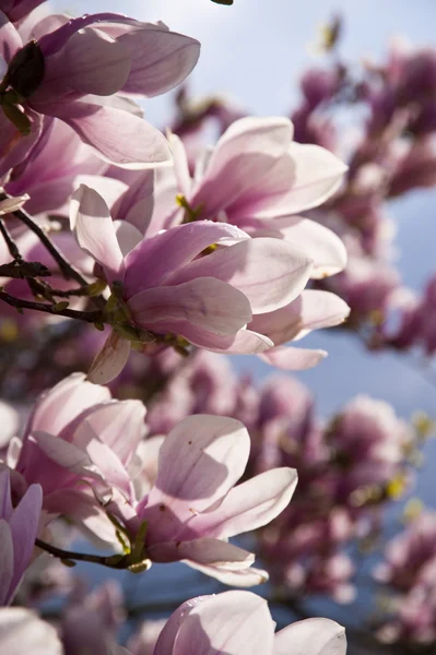 Δέντρο magnolia — Φωτογραφία Αρχείου