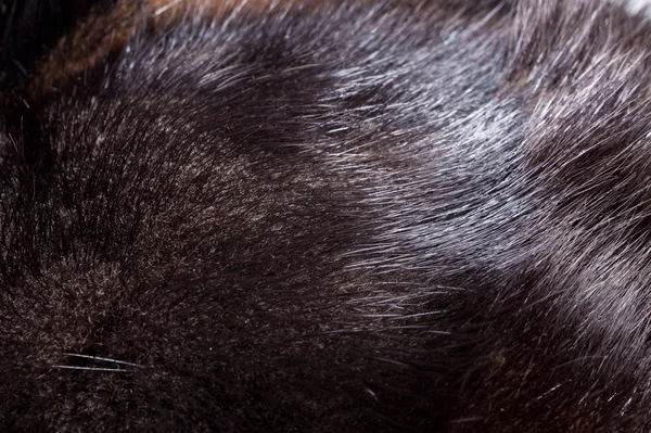 Fur Structure — Stock Photo, Image