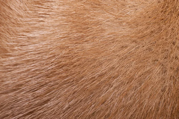 毛皮の構造 — ストック写真