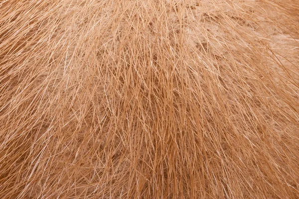 Fur Structure — Stock Photo, Image