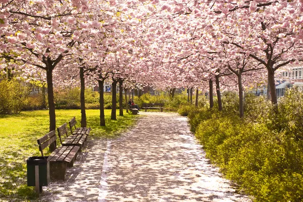 Cherry Blossom — Stock Photo, Image