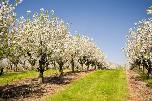 Cherry Trees — Stock Photo, Image