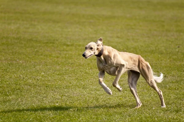 Zona de juegos para perros — Foto de Stock