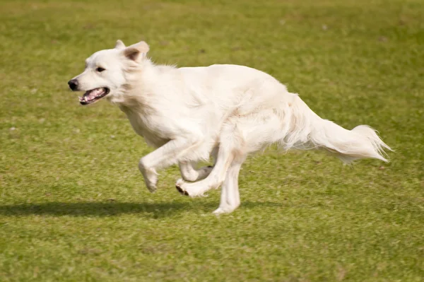 Hund lekplats — Stockfoto