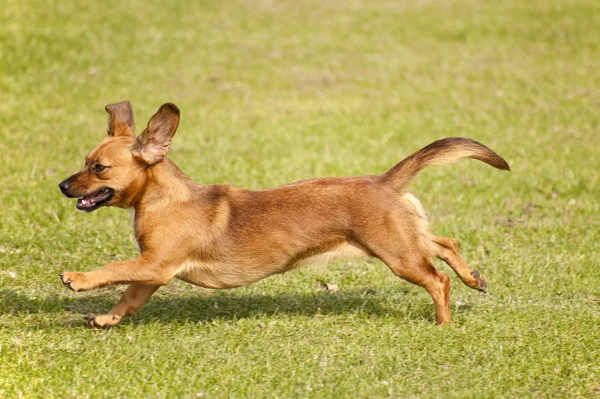 Hund lekplats — Stockfoto