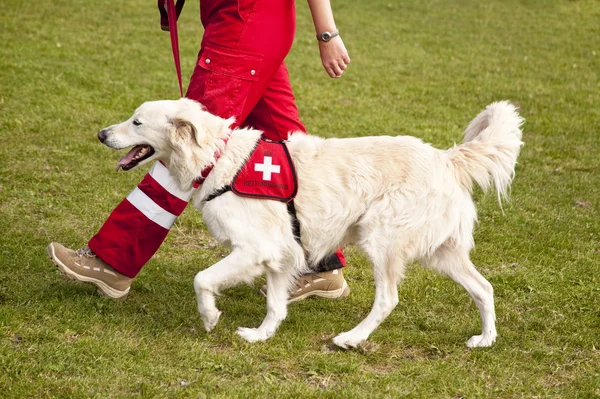 Shelter dog — Stock Photo, Image