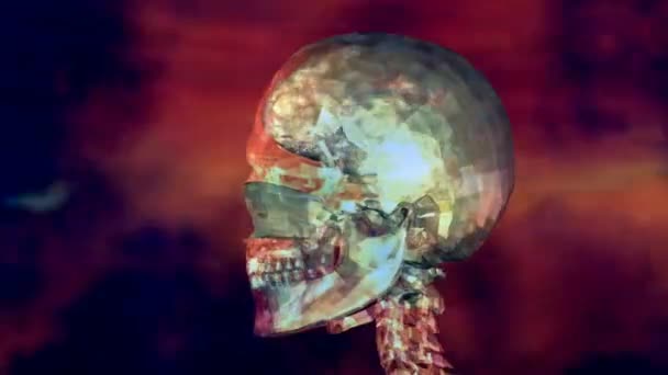 Animation du crâne humain 