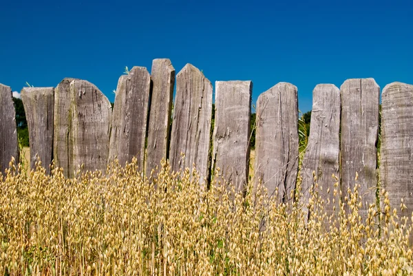 Campo di grano — Foto Stock