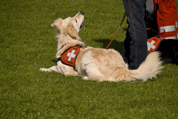 Esquadrão de cães de resgate — Fotografia de Stock