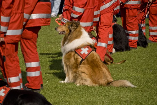 Escadron de chiens de sauvetage — Photo