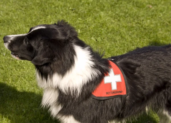 Squadrone Cani da Soccorso — Foto Stock