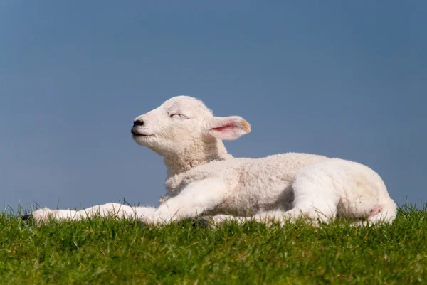 Agnello su una diga — Foto Stock