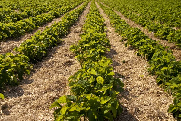 Campi di fragole per sempre — Foto Stock