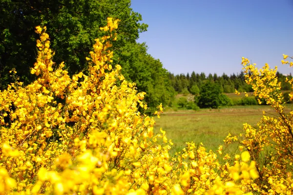 Luneburg Heath — Stok fotoğraf