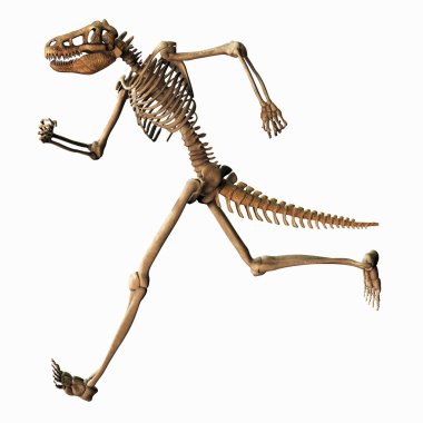 chimeric iskelet