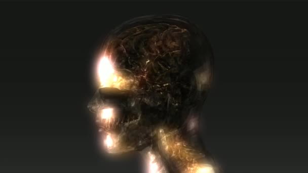 Baş anatomisi animasyon — Stok video