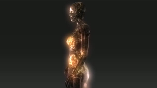 Human Anatomy Animation — Stock Video