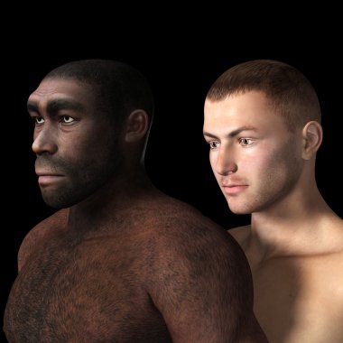Homo Erectus