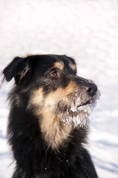 Dog in the Snow — Stock Photo, Image