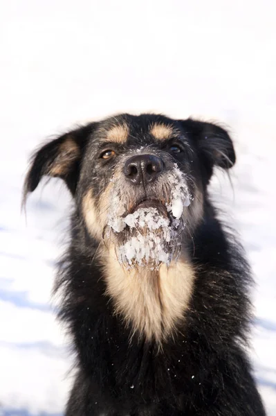 Dog in the Snow — Stock Photo, Image