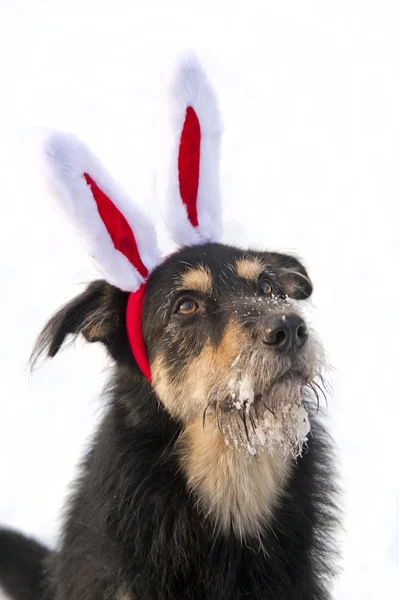 Christmas Dog — Stock Photo, Image