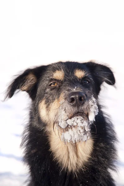 Dog in the Snow — Stock Photo, Image