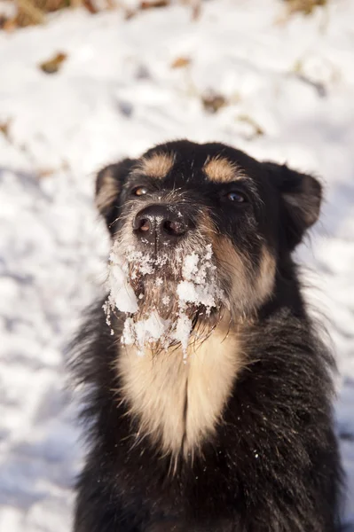 Dog in the Snow — Stock Photo, Image