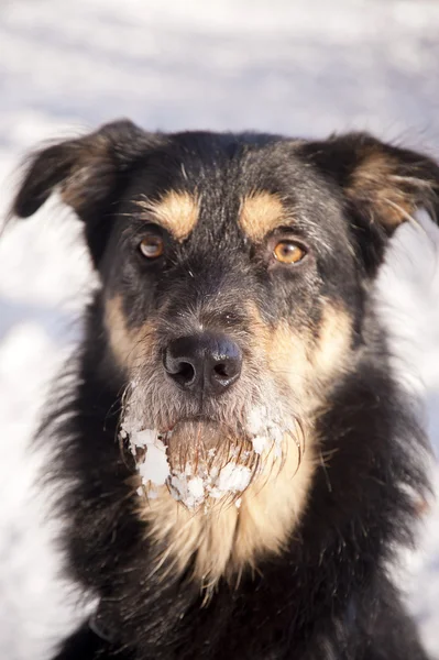 Dog in the Snow — Stock Photo, Image