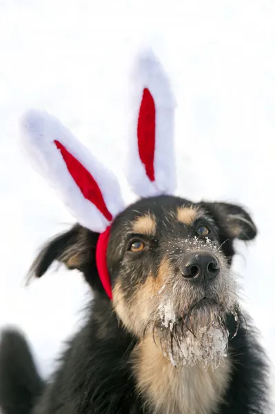 Christmas Dog — Stock Photo, Image