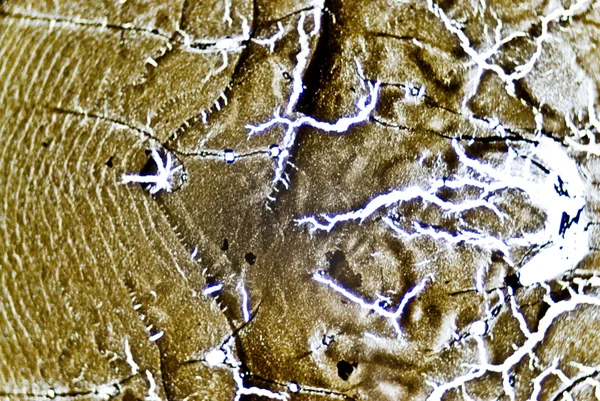 현미경 검 댕 입자 — 스톡 사진