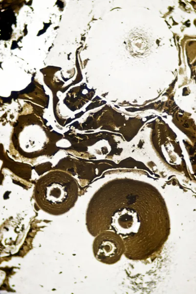 현미경 검 댕 입자 — 스톡 사진