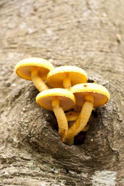 mantar dead Wood, Almanya