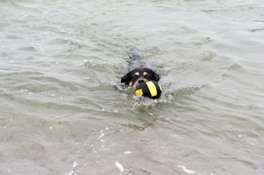 Baltık Denizi sahilinde köpek oyunu oynamak.