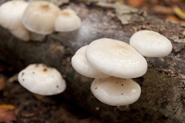 Oudemansiella mucida på död ved — Stockfoto