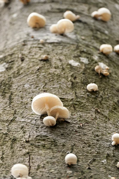 Paddestoelen op dode hout, Duitsland — Stockfoto