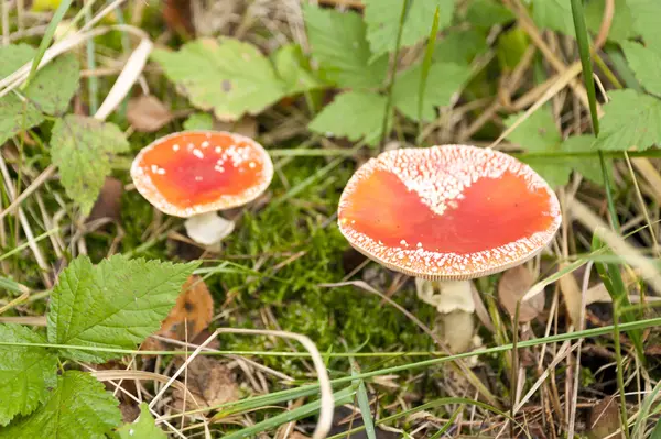 Amanita muscaria в немецком лесу — стоковое фото