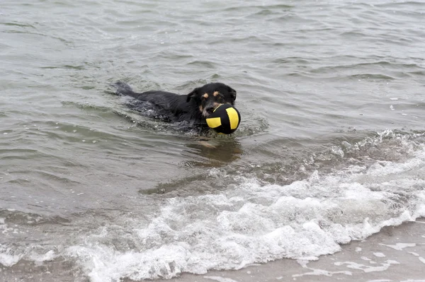 Jouant au chien sur la plage de la mer Baltique — Photo