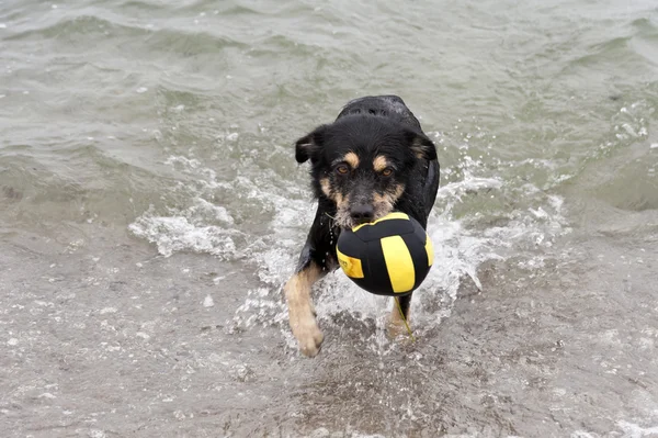 Pies bawiący się na plaży Morza Bałtyckiego — Zdjęcie stockowe