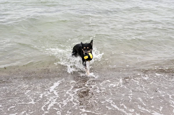 Jouant au chien sur la plage de la mer Baltique — Photo