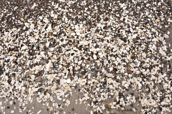 Conchas marinas en la playa del Báltico — Foto de Stock