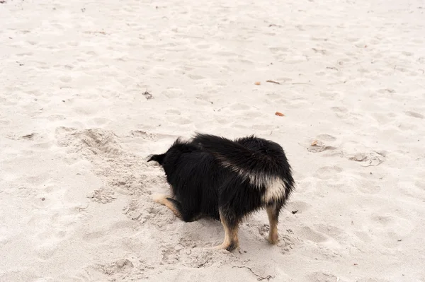 Brincando de cão na praia do Mar Báltico — Fotografia de Stock