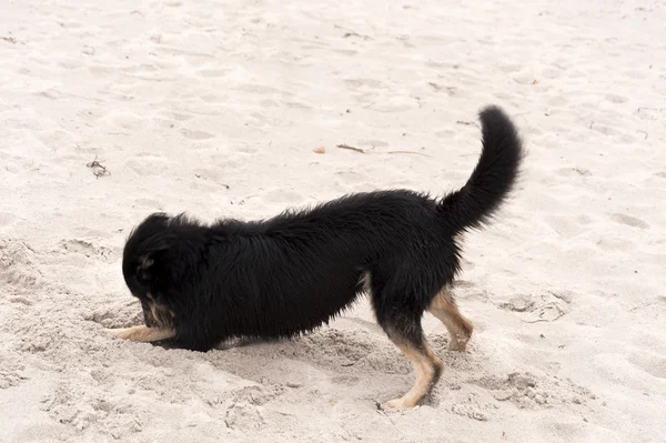 Baltık Denizi sahilinde köpek oyunu oynamak. — Stok fotoğraf