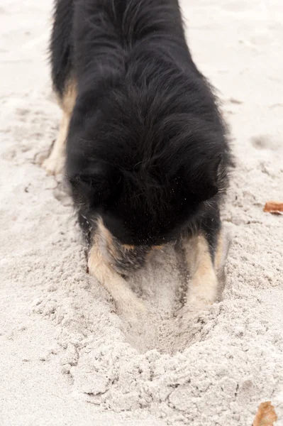 Brincando de cão na praia do Mar Báltico — Fotografia de Stock