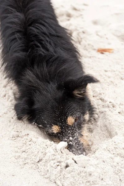 Jugando al perro en la playa del Mar Báltico — Foto de Stock