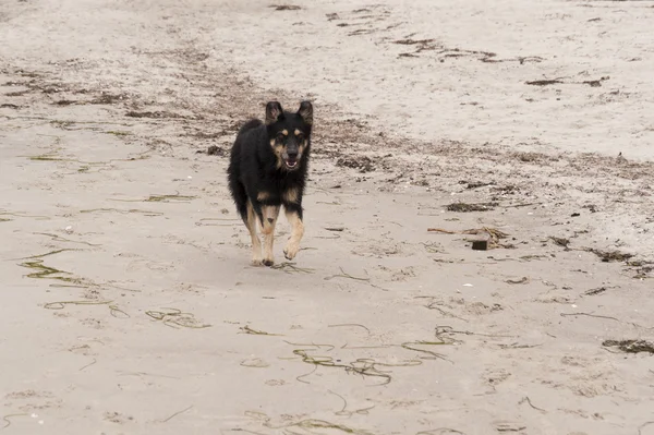 バルト海のビーチで犬を遊ぶ — ストック写真